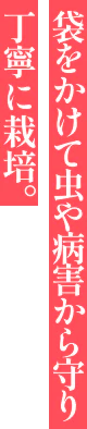 袋をかけて虫や病害から守り丁寧に栽培
