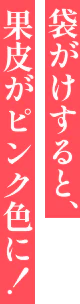 袋がけすると、果皮がピンク色に！